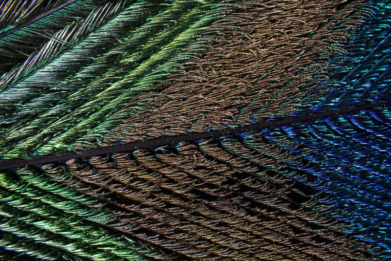 Illustration for article titled Amazing Photographs Capture the Microscopic Iridescence of Peacock Feathers